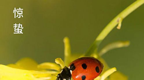 驚蟄-叫醒甜睡的春-易造防雷 驚蟄-叫醒甜睡的春-易造防雷