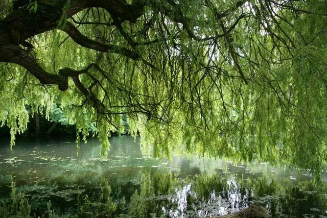 植樹節-春風十里,正“植”有你【杭州易造】 植樹節-春風十里,正“植”有你【杭州易造】