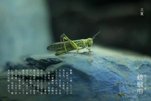 立夏六|春光忽盡,夏木成陰【杭州易造】 立夏六|春光忽盡,夏木成陰【杭州易造】