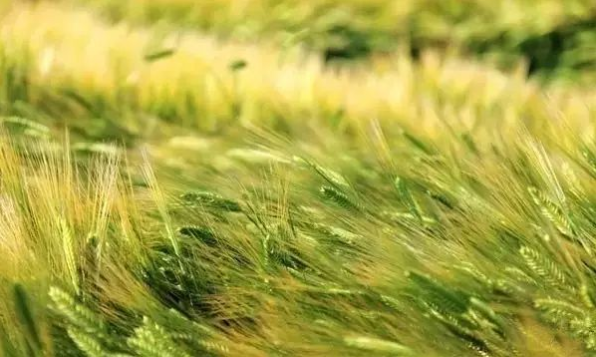 立夏六|春光忽盡,夏木成陰【杭州易造】 立夏六|春光忽盡,夏木成陰【杭州易造】