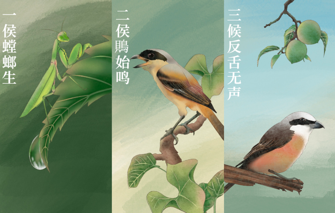 芒種 | 風(fēng)吹麥成浪,蟬鳴夏始忙-三候 芒種 | 風(fēng)吹麥成浪,蟬鳴夏始忙-三候