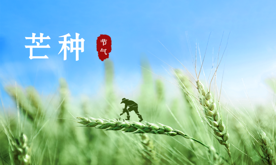 芒種 | 風(fēng)吹麥成浪,蟬鳴夏始忙【杭州易造】 芒種 | 風(fēng)吹麥成浪,蟬鳴夏始忙【杭州易造】