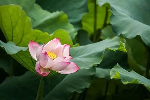 夏至 | 蟬噪林逾靜,鳥鳴山更幽【杭州易造】 夏至 | 蟬噪林逾靜,鳥鳴山更幽【杭州易造】