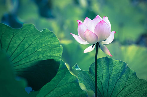 小暑︱盛夏始,宜清涼消暑 小暑︱盛夏始,宜清涼消暑