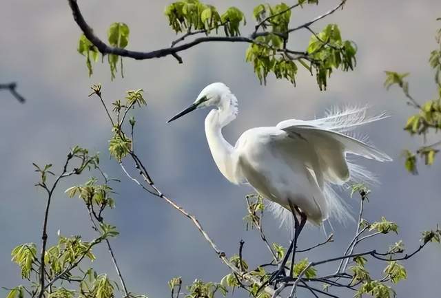 二十四節氣-白露 | 白露至,秋實美 二十四節氣-白露 | 白露至,秋實美