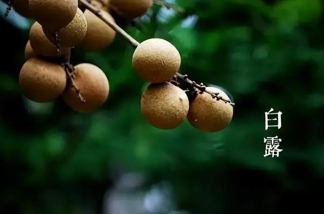 二十四節氣-白露 | 白露至,秋實美 二十四節氣-白露 | 白露至,秋實美